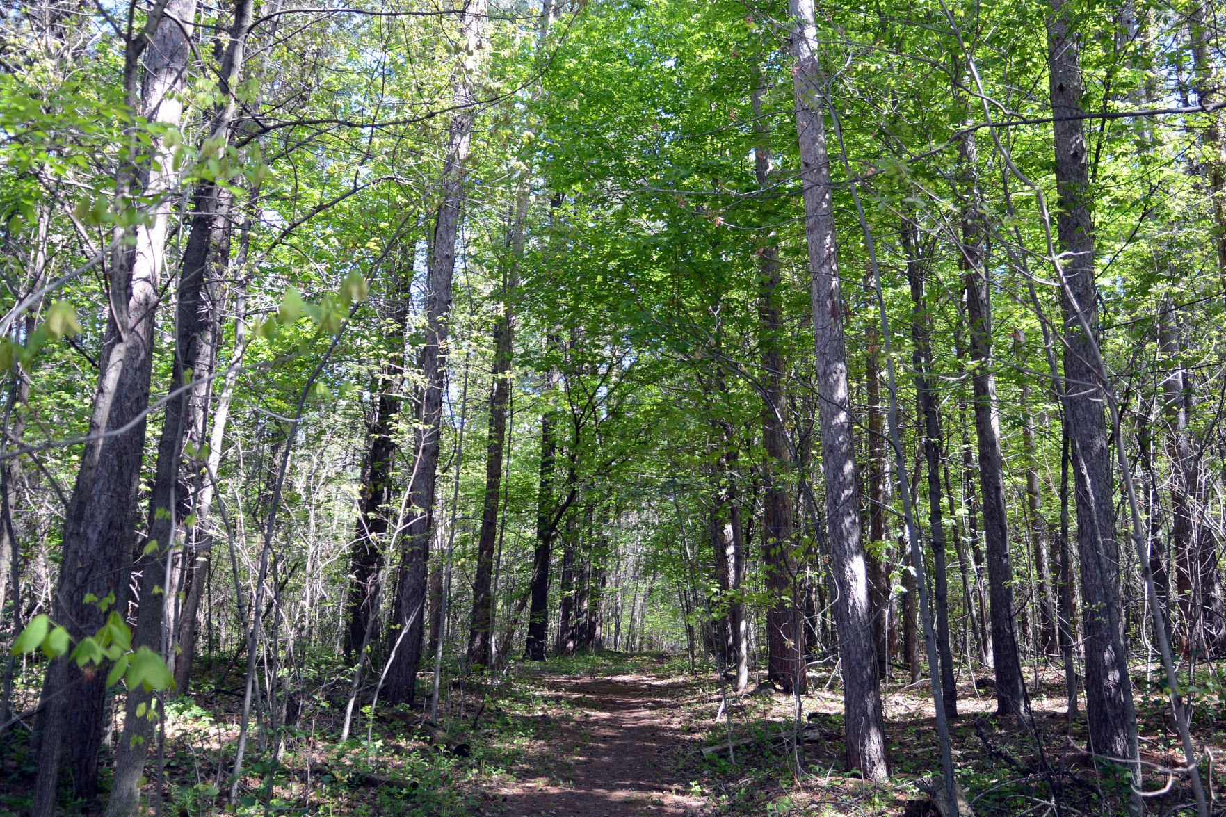 West Baraboo Village Forest